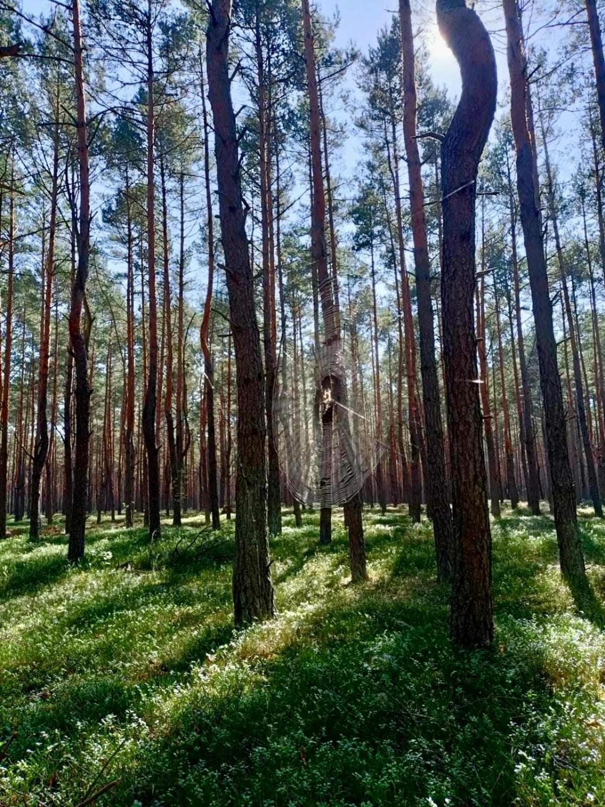 Lesniczowka Villa Rzadza Luaran gambar